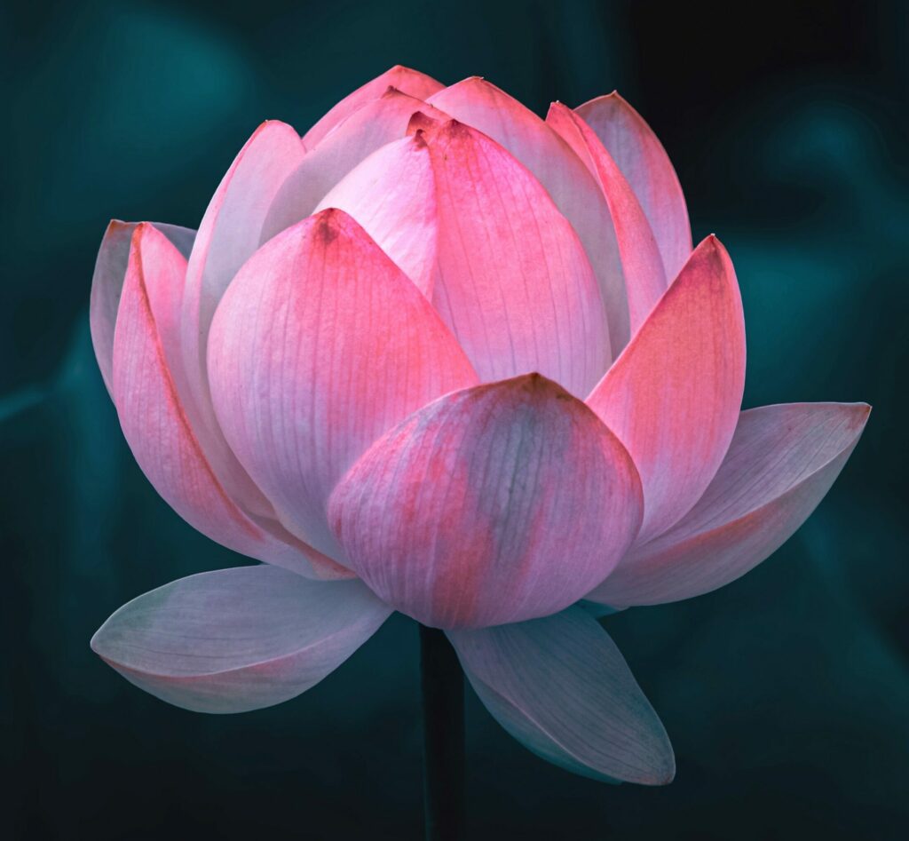 Histoire-de-la-sophrologie-fleur-de-lotus-zen